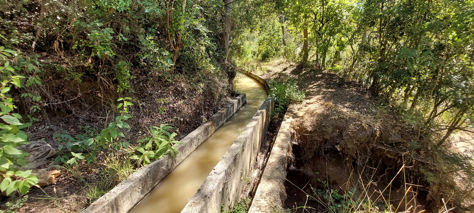 Canal de riego entre vegetación