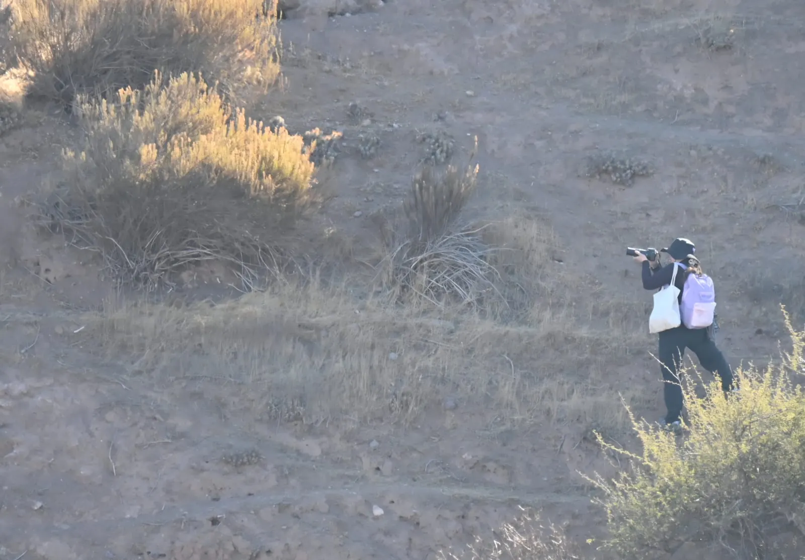 Observación de fauna silvestre en terreno