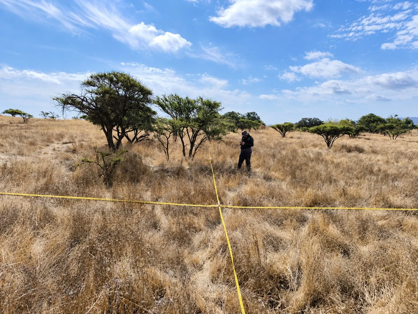 Levantamiento de vegetación en terreno con transecto
